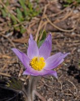 Gunnery-Grass Pass013.jpg