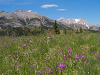 Gunnery-Grass Pass008.jpg