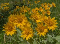 Gunnery-Grass Pass010.jpg