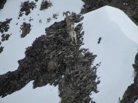 Overloook Mtn Gallatin NF MT 5.27.17 048.jpg