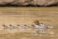 _MG_0645.jpg _MG_0645.jpg