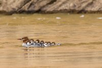 _MG_0691.jpg _MG_0691.jpg