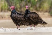 _MG_0720.jpg _MG_0720.jpg