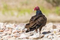 _MG_0722.jpg _MG_0722.jpg