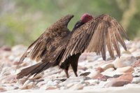 _MG_0732.jpg _MG_0732.jpg