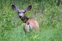 _MG_0784.jpg _MG_0784.jpg