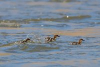 _MG_0890.jpg _MG_0890.jpg