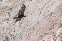 _MG_1009.jpg _MG_1009.jpg