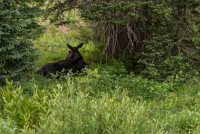 Albion Basin 7-16-170039.jpg