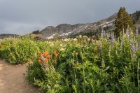 Albion Basin 7-16-170172.jpg