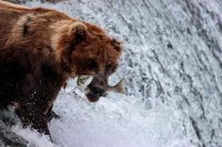 7.27 Bears-108.jpg