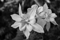 Twin Lakes 7-8-170020.jpg