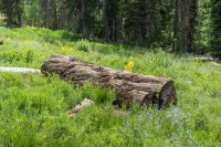 Parents 50th 20170251.jpg