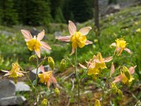 SparrowhawkTarns001.jpg SparrowhawkTarns001.jpg