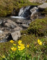 SparrowhawkTarns018.jpg SparrowhawkTarns018.jpg