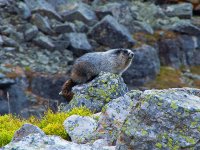 IMGP8805-copy-3.jpg IMGP8805-copy-3.jpg