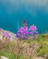 IMGP8874-copy-3.jpg IMGP8874-copy-3.jpg