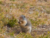 IMGP8844-copy-3.jpg IMGP8844-copy-3.jpg