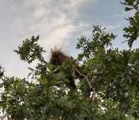 Porcupine.jpg