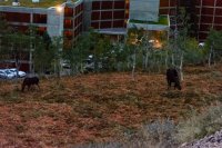 Alta Sunday 10-170003.jpg