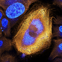 Screen Shot 2017-10-09 at 10.56.59 AM.png