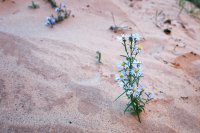 850.IMG_5449.jpg 850.IMG_5449.jpg