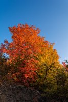 Autumn Leaves0062.jpg