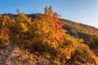 Autumn Leaves0067.jpg