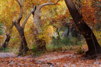 Turkey Creek Trees and Trail.jpg