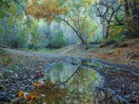 Tree and Reflection, Landscape.jpg