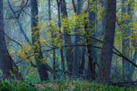 Aravaipa Leaning Tree.jpg