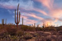 Saguaro and Clouds, Sunrise.jpg