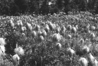 scan0314a CousinIts.JPG