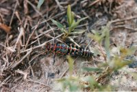 scan0097.jpg scan0097.jpg