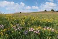 IMG_0657.JPG IMG_0657.JPG