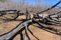 IMG_0558.JPG IMG_0558.JPG