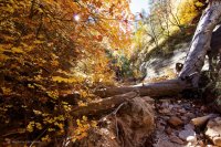 mystery-canyon-zion-fall-3.jpg
