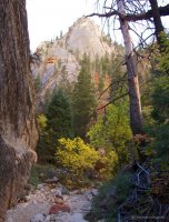 mystery-canyon-zion-fall-15.jpg