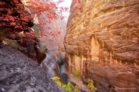 mystery-canyon-zion-fall-23.jpg