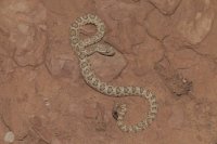 P1030911.jpg P1030911.jpg