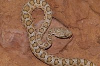 P1030910.jpg P1030910.jpg