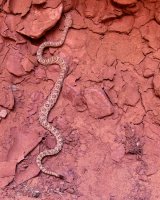 moonshine-keg-knoll-7.jpg moonshine-keg-knoll-7.jpg