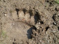 BearTrack.JPG