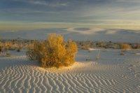 2.9.17 WS Glowing Bush.jpg 2.9.17 WS Glowing Bush.jpg