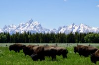Bison tetons.jpg