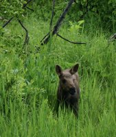 Moose calf.jpg
