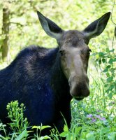 Moose.jpg