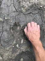 Wolf track Teton Wilderness.JPG
