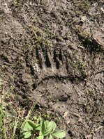 Grizzly track Teton Wilderness.jpg
