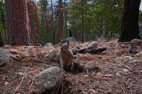 Squirrel burying food stores.jpg